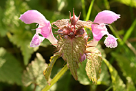 Lamium maculatum Lamium maculatum